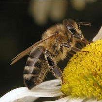 Австралийские пчелы нюхают кокаин и танцуют
