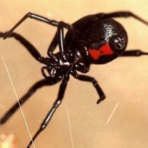 Маньячка-студентка зверски насиловала мужчин... им нравилось