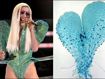 Леди Гага стала предметом научных исследований