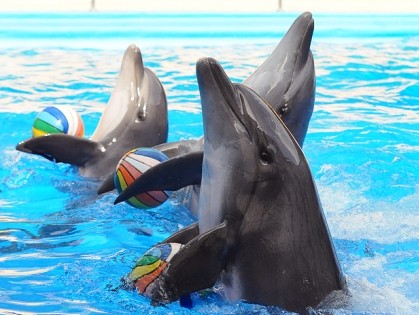 Харьковские дельфины лечат детские психические расстройства