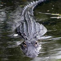 ШОК! В украинском озере завелись крокодилы