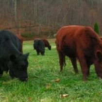 У королевы угнали стадо придворных коров